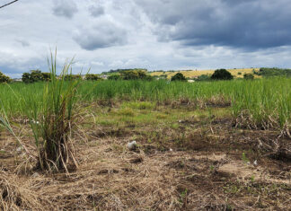 KZN sugar farmers battle cane cutter shortage