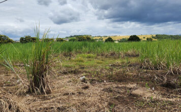 KZN sugar farmers battle cane cutter shortage