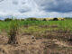 KZN sugar farmers battle cane cutter shortage