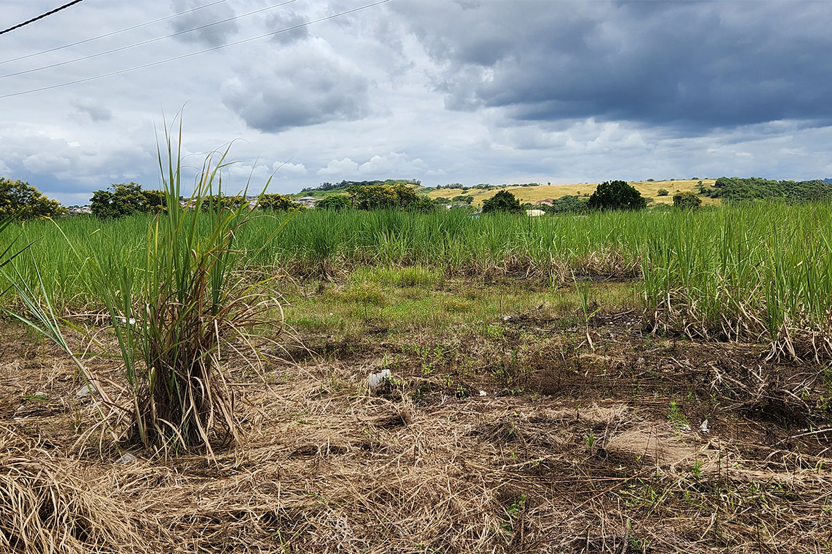 KZN sugar farmers battle cane cutter shortage