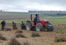 Searching for the vines of the future