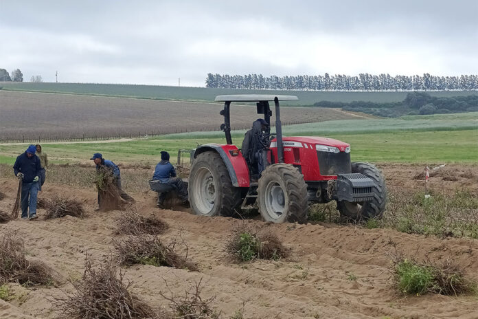 Searching for the vines of the future