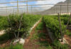 Building water resilience at Le Arc