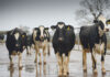 South Africa now must prove its FMD strategy is working