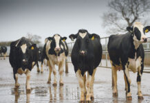 South Africa now must prove its FMD strategy is working