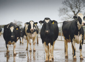 South Africa now must prove its FMD strategy is working