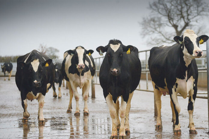 South Africa now must prove its FMD strategy is working