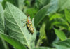 Biologicals no longer a niche as pest pressures grow