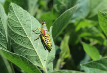Biologicals no longer a niche as pest pressures grow