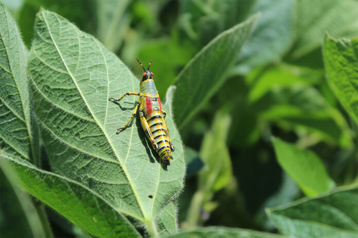 Biologicals no longer a niche as pest pressures grow