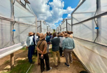 Zim’s Marula barns boost tobacco quality, help reduce deforestation
