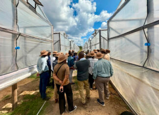 Zim’s Marula barns boost tobacco quality, help reduce deforestation