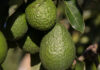 Increasing export volumes of fruit requires strategic, segmented marketing