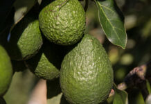 Increasing export volumes of fruit requires strategic, segmented marketing