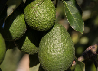 Increasing export volumes of fruit requires strategic, segmented marketing