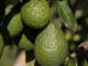 Increasing export volumes of fruit requires strategic, segmented marketing