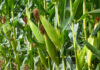 SA on track to deliver record maize harvest despite delayed season
