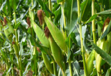 SA on track to deliver record maize harvest despite delayed season