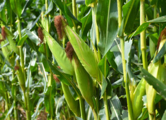 SA on track to deliver record maize harvest despite delayed season