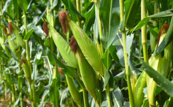 SA on track to deliver record maize harvest despite delayed season