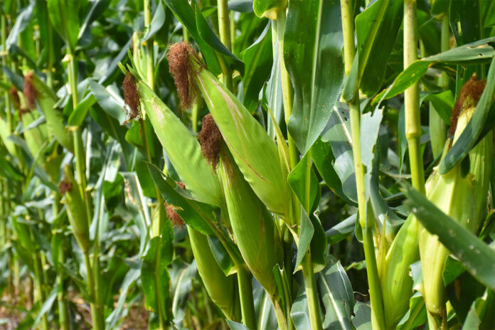 SA on track to deliver record maize harvest despite delayed season