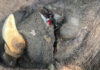 Tough sentence for poachers gives Botswana game farmers hope