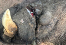 Tough sentence for poachers gives Botswana game farmers hope