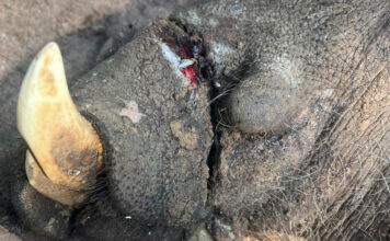 Tough sentence for poachers gives Botswana game farmers hope