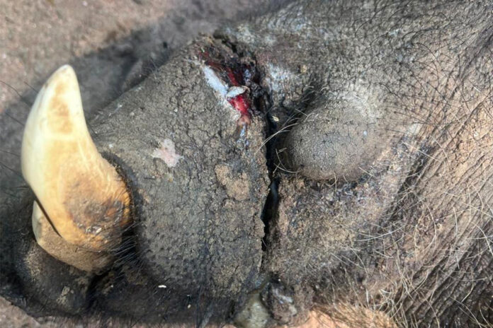 Tough sentence for poachers gives Botswana game farmers hope