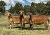 Breeding tough Meatmasters for the commercial farmer