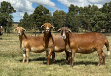 Breeding tough Meatmasters for the commercial farmer