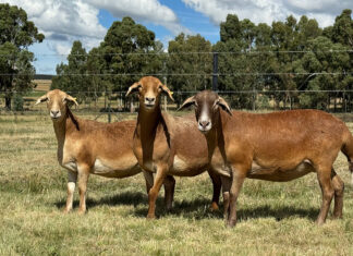 Breeding tough Meatmasters for the commercial farmer