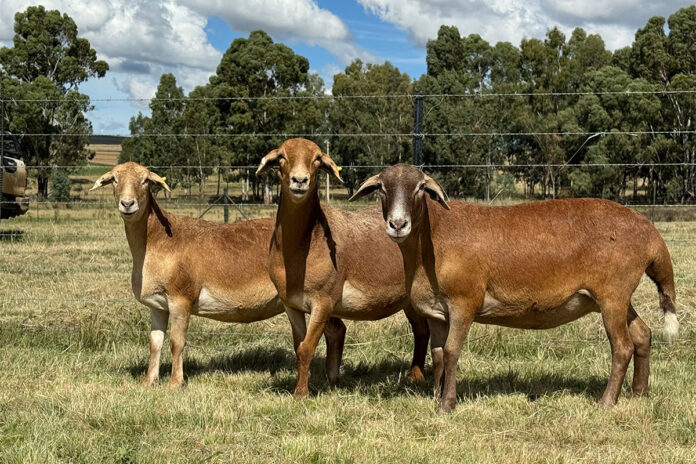 Breeding tough Meatmasters for the commercial farmer