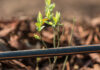Ambrosia Citrus Estate: 15 years of low-flow drip irrigation