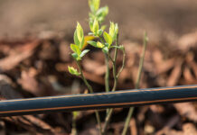 Ambrosia Citrus Estate: 15 years of low-flow drip irrigation