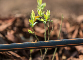 Ambrosia Citrus Estate: 15 years of low-flow drip irrigation