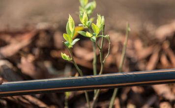 Ambrosia Citrus Estate: 15 years of low-flow drip irrigation