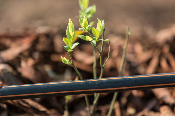 Ambrosia Citrus Estate: 15 years of low-flow drip irrigation