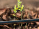 Ambrosia Citrus Estate: 15 years of low-flow drip irrigation