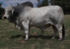 Bos-Blanco Stud invest heavily in Brahman genetics