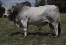 Bos-Blanco Stud invest heavily in Brahman genetics