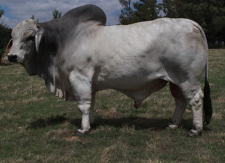 Bos-Blanco Stud invest heavily in Brahman genetics