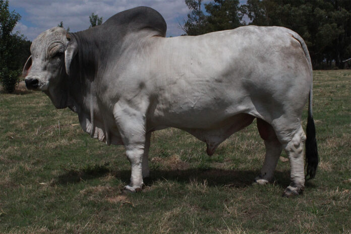 Bos-Blanco Stud invest heavily in Brahman genetics