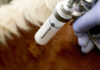 Study validates 100% protection of Argentina’s vaccine against SAT1 foot-and-mouth disease