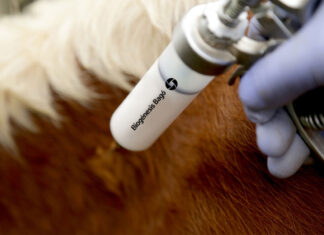 Study validates 100% protection of Argentina’s vaccine against SAT1 foot-and-mouth disease