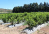 Blueberry season in SA: bumper north, uncertain Western Cape