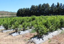 Blueberry season in SA: bumper north, uncertain Western Cape