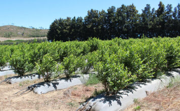 Blueberry season in SA: bumper north, uncertain Western Cape