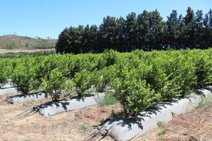 Blueberry season in SA: bumper north, uncertain Western Cape
