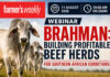 Register for the Brahman Focus webinar
